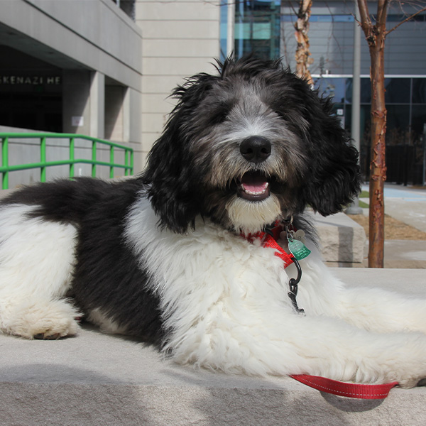 Augie - Pet Therapy Dog