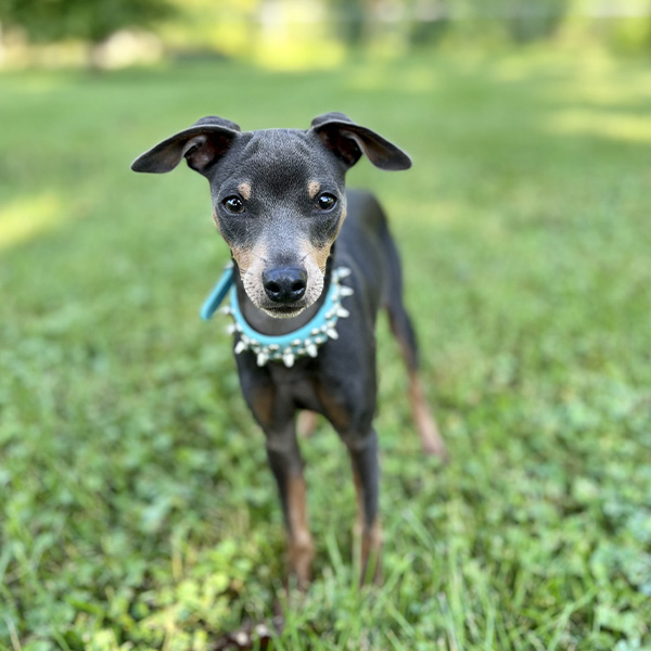 Busy Bee - Pet Therapy